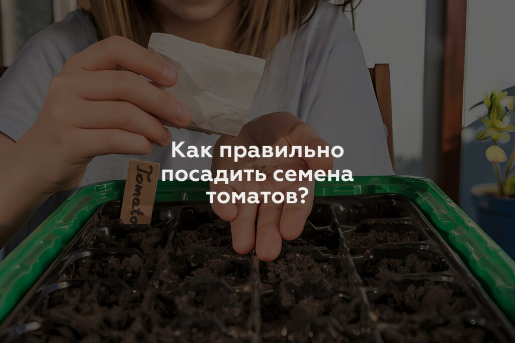 Как правильно посадить семена томатов?