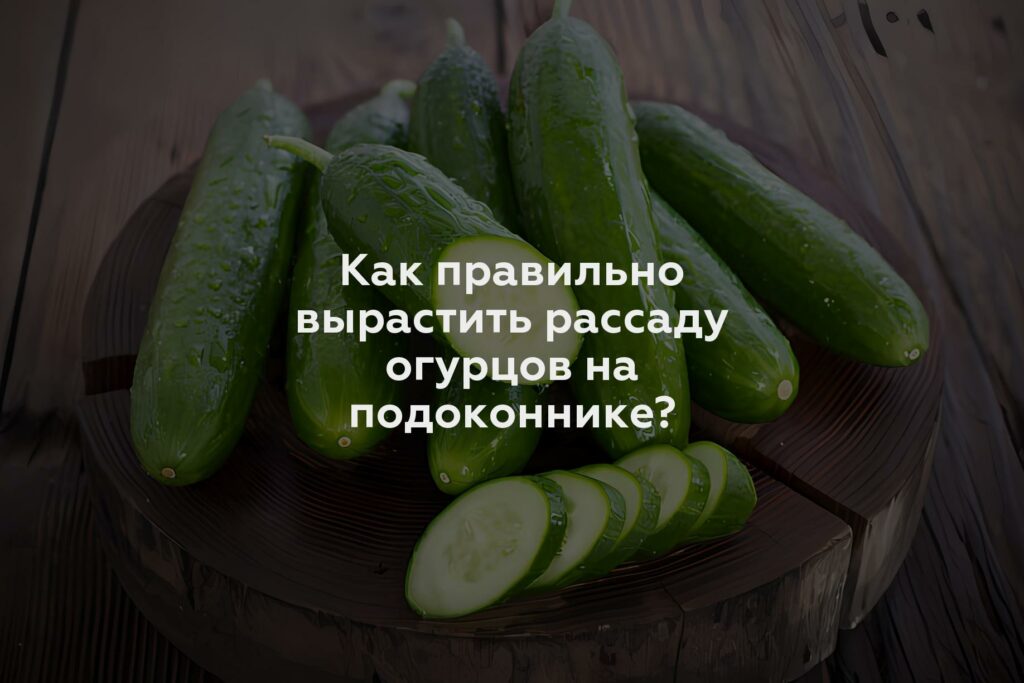 Как правильно вырастить рассаду огурцов на подоконнике?