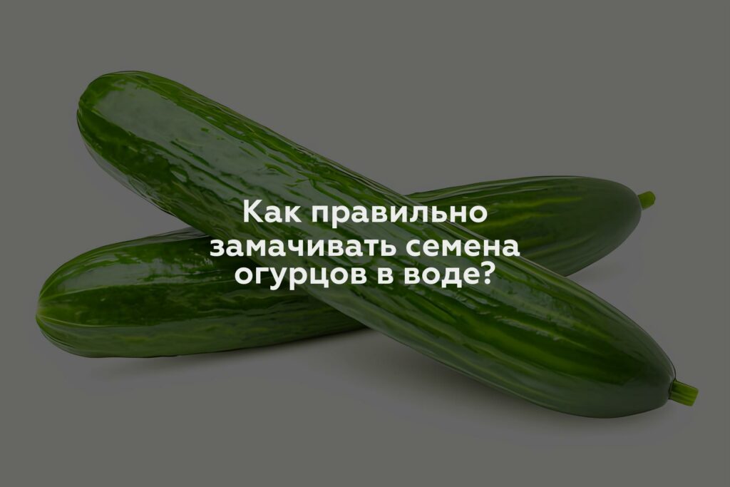 Как правильно замачивать семена огурцов в воде?