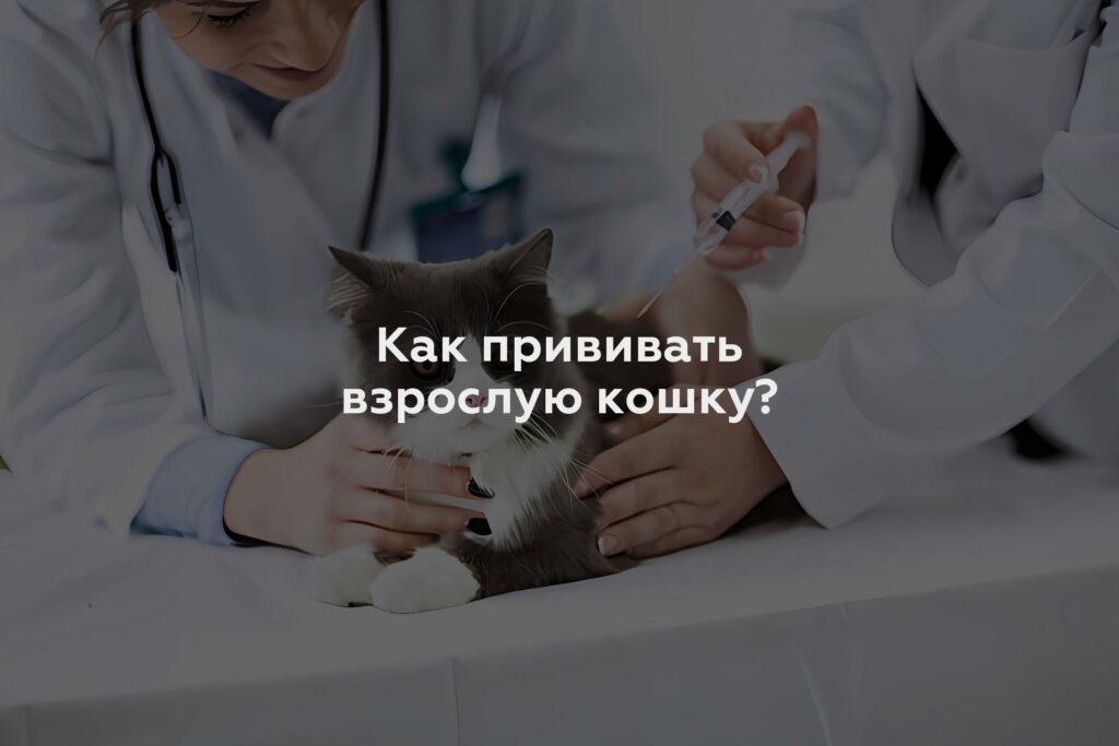 Как прививать взрослую кошку?