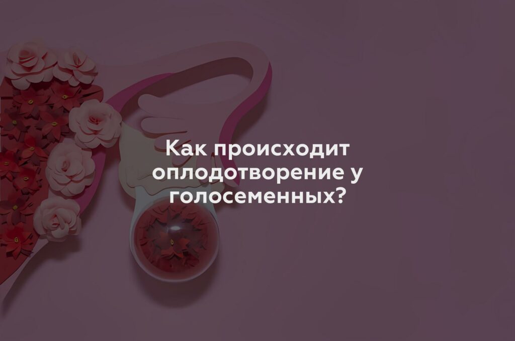 Как происходит оплодотворение у голосеменных?