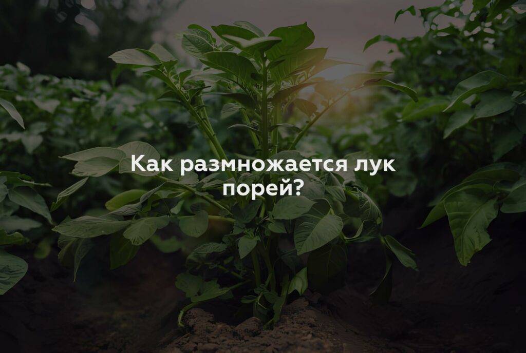 Как размножается лук порей?