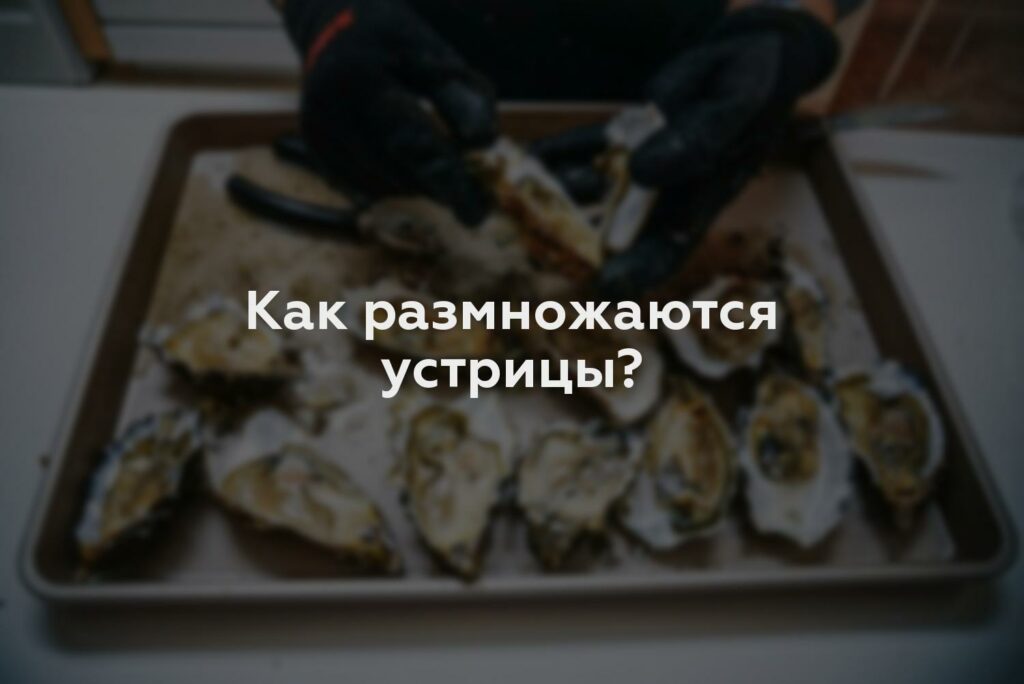 Как размножаются устрицы?