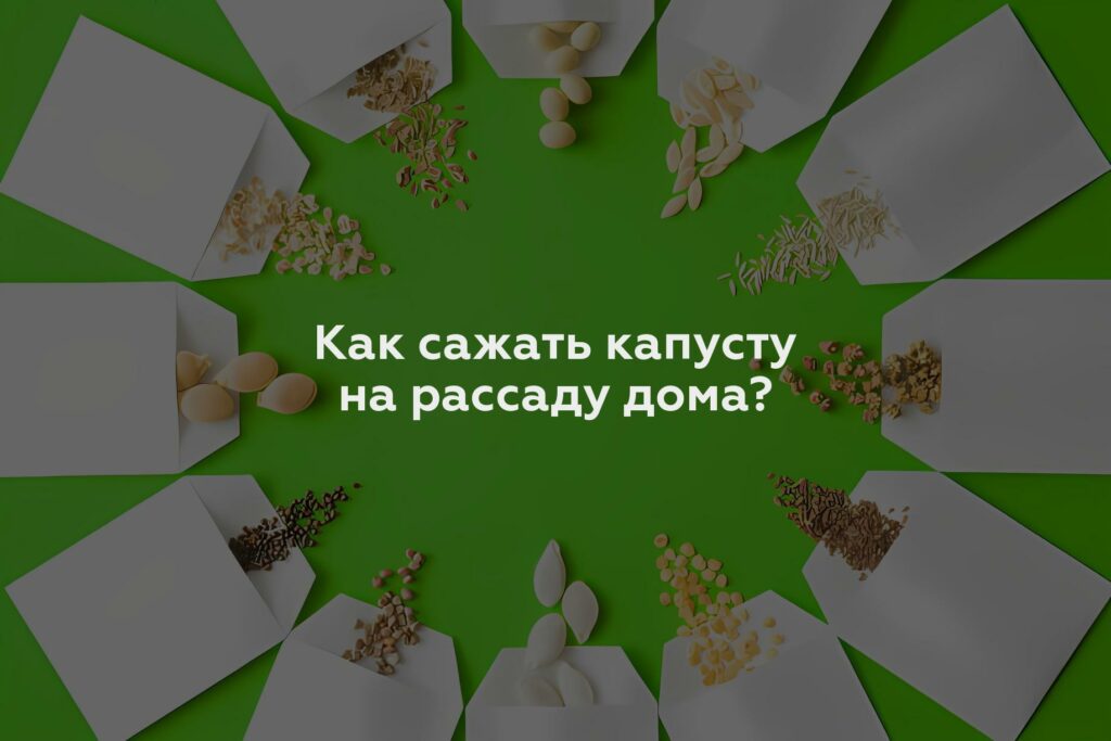 Как сажать капусту на рассаду дома?