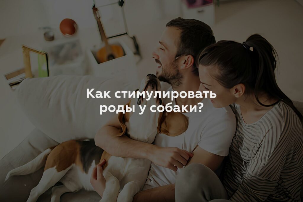 Как стимулировать роды у собаки?