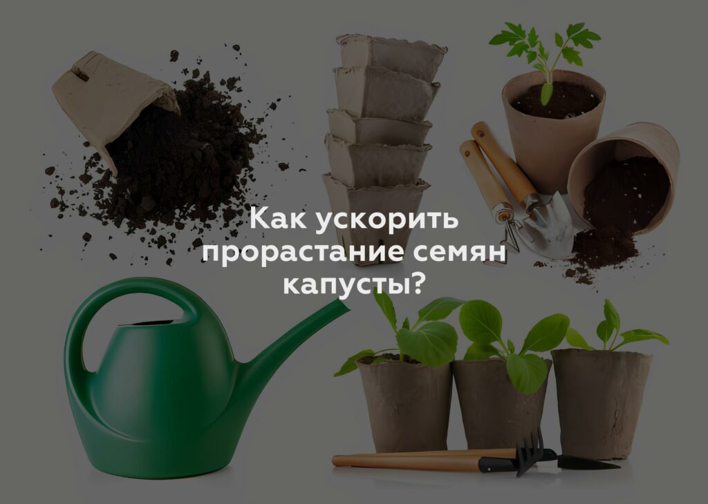 Как ускорить прорастание семян капусты?