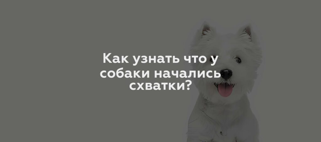 Как узнать что у собаки начались схватки?