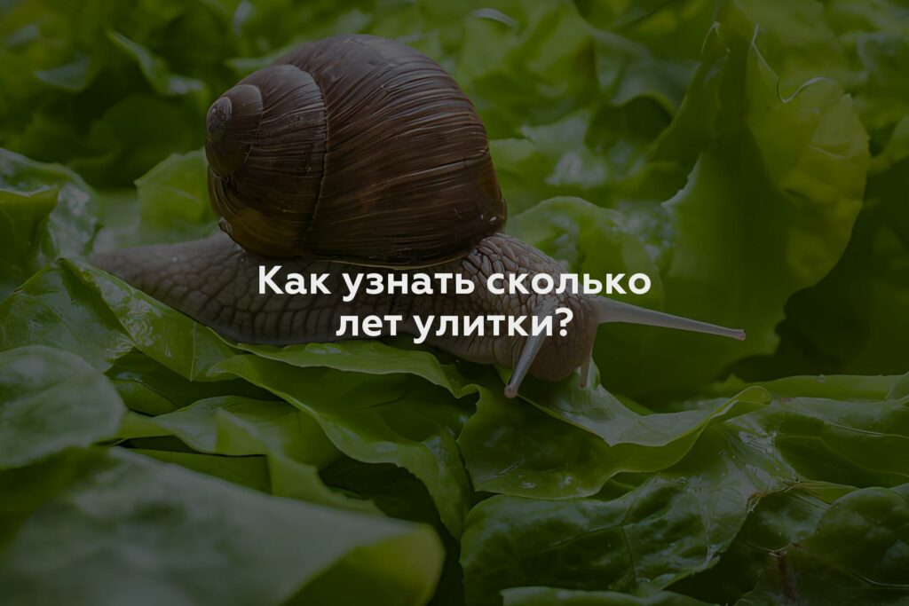 Как узнать сколько лет улитки?