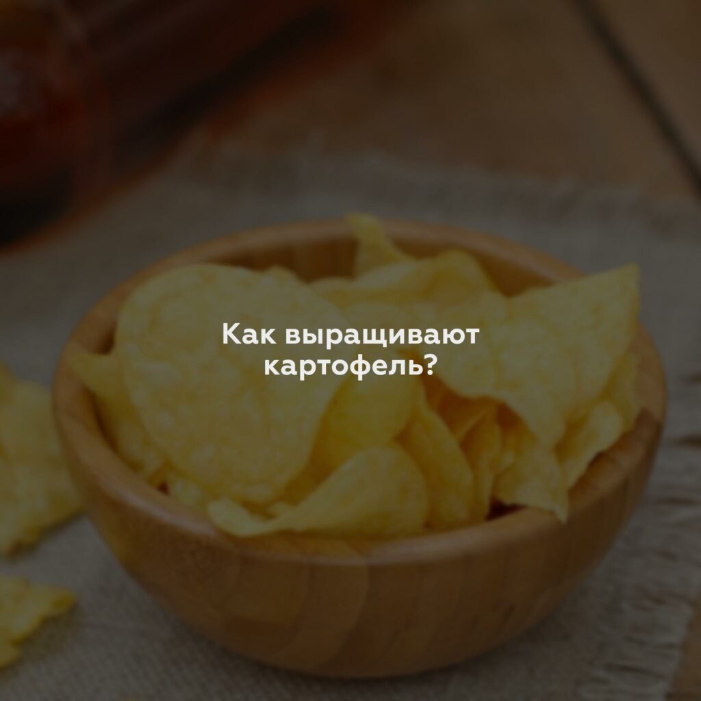 Как выращивают картофель?