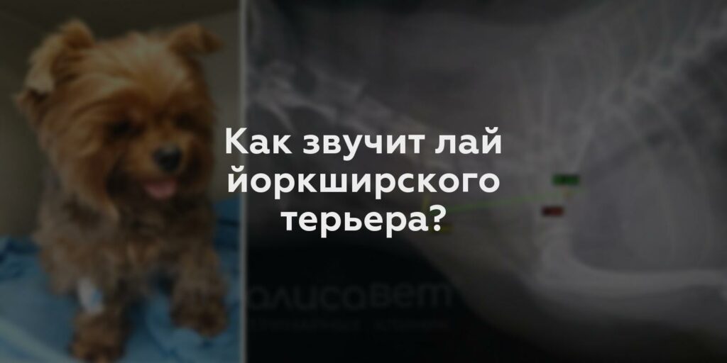 Как звучит лай йоркширского терьера?