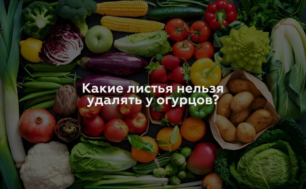 Какие листья нельзя удалять у огурцов?