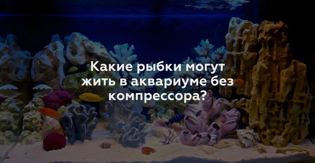 Какие рыбки могут жить в аквариуме без компрессора?