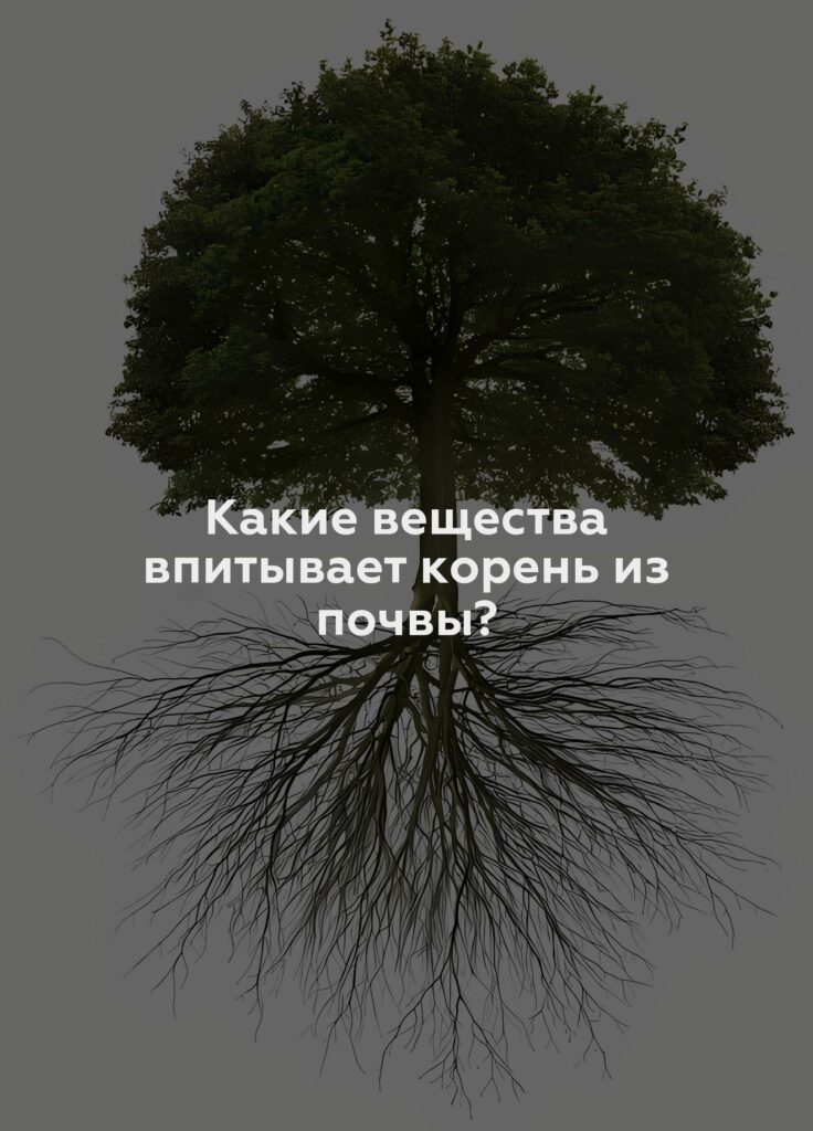 Какие вещества впитывает корень из почвы?