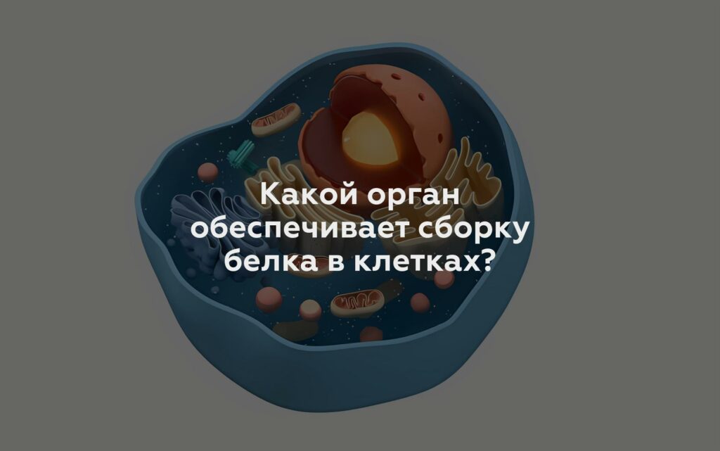 Какой орган обеспечивает сборку белка в клетках?