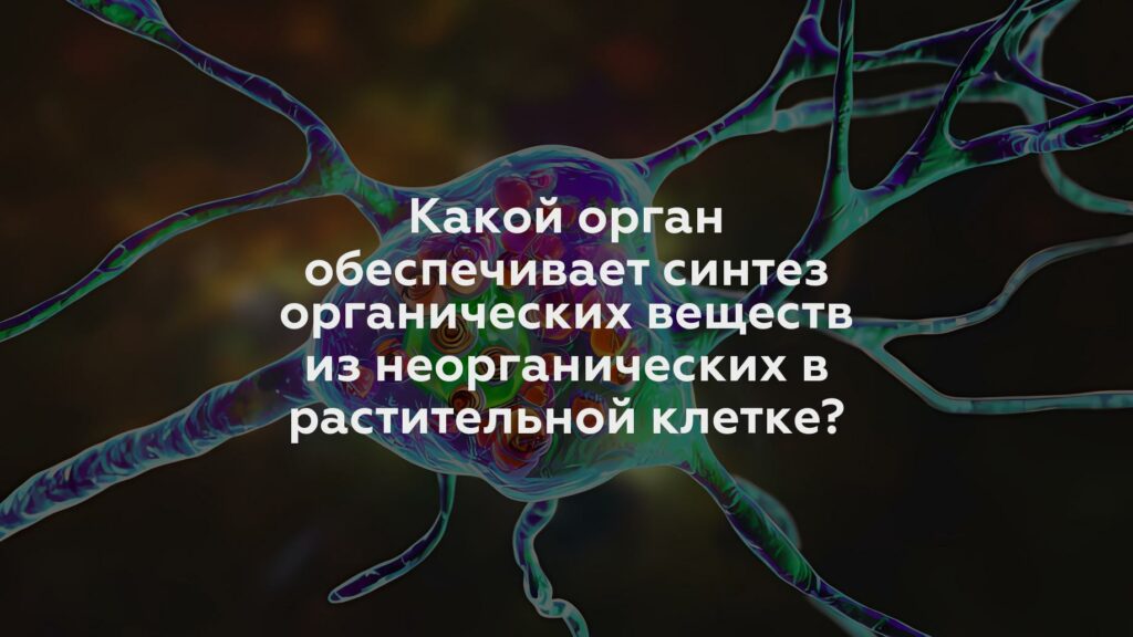 Какой орган обеспечивает синтез органических веществ из неорганических в растительной клетке?