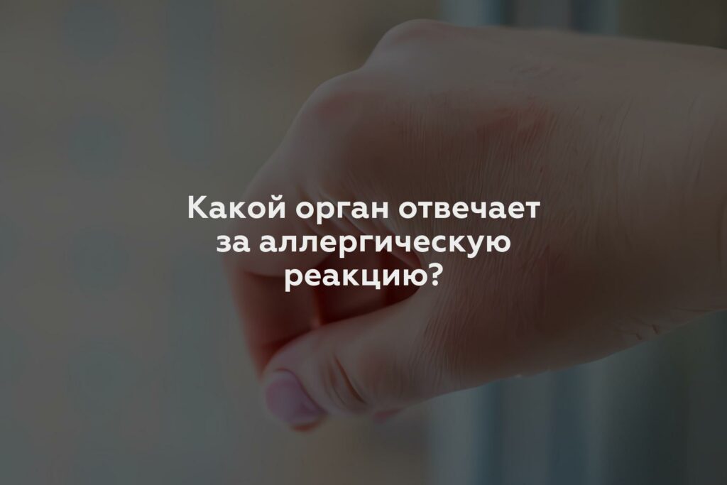 Какой орган отвечает за аллергическую реакцию?