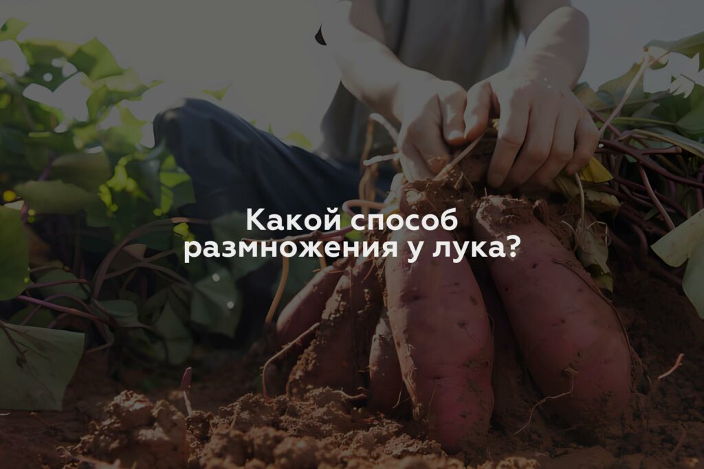 Какой способ размножения у лука?