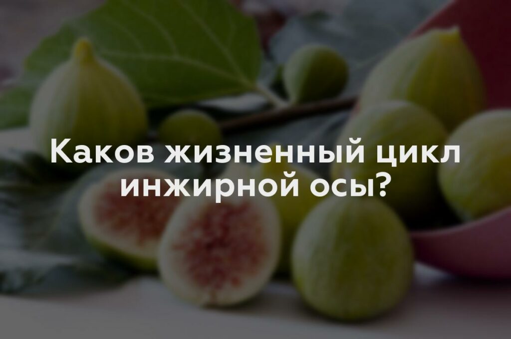 Каков жизненный цикл инжирной осы?