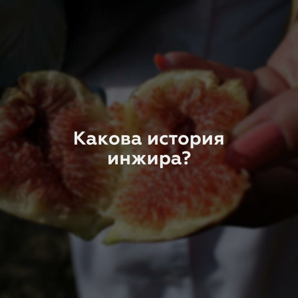 Какова история инжира?