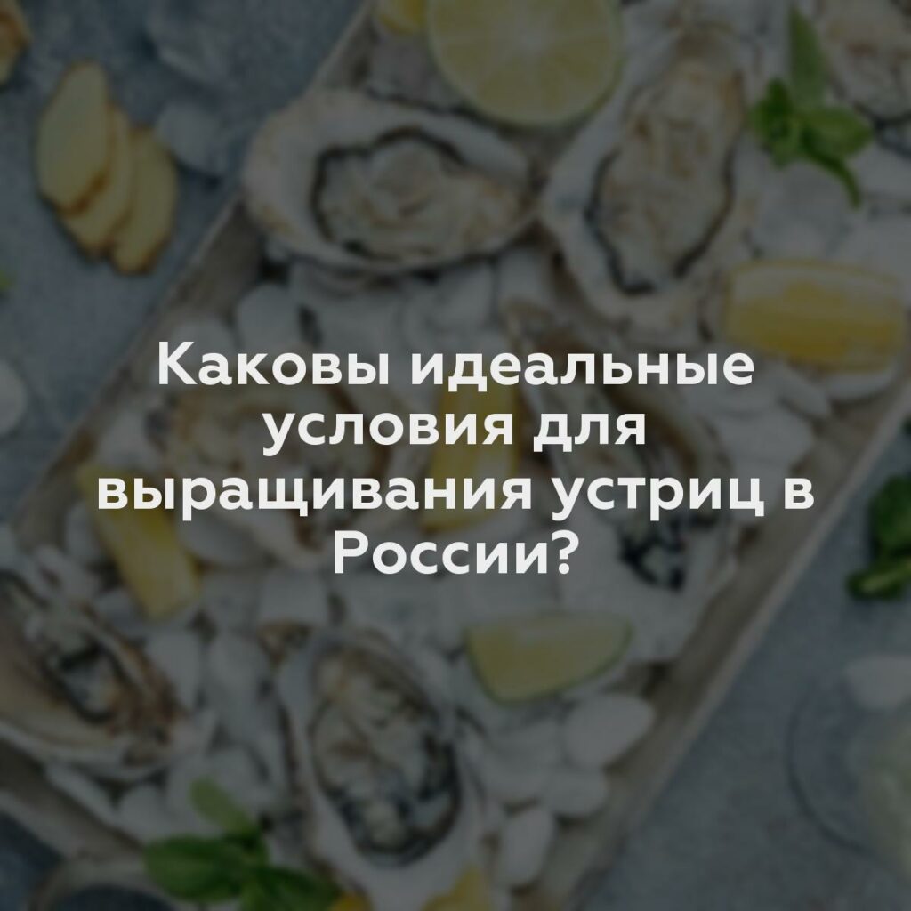 Каковы идеальные условия для выращивания устриц в России?