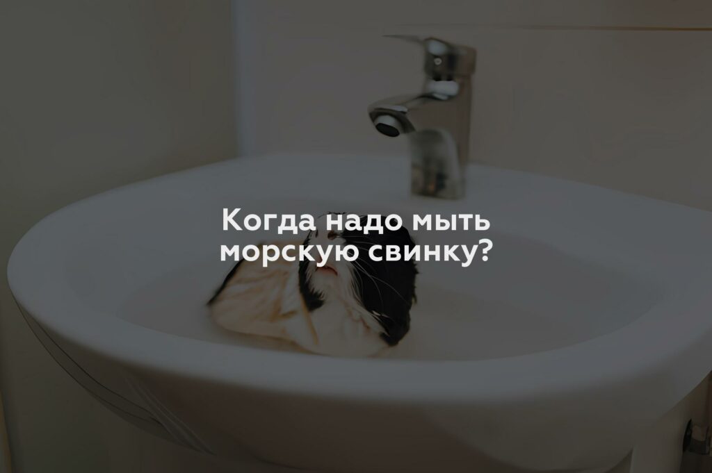 Когда надо мыть морскую свинку?