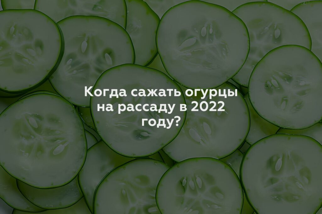 Когда сажать огурцы на рассаду в 2022 году?