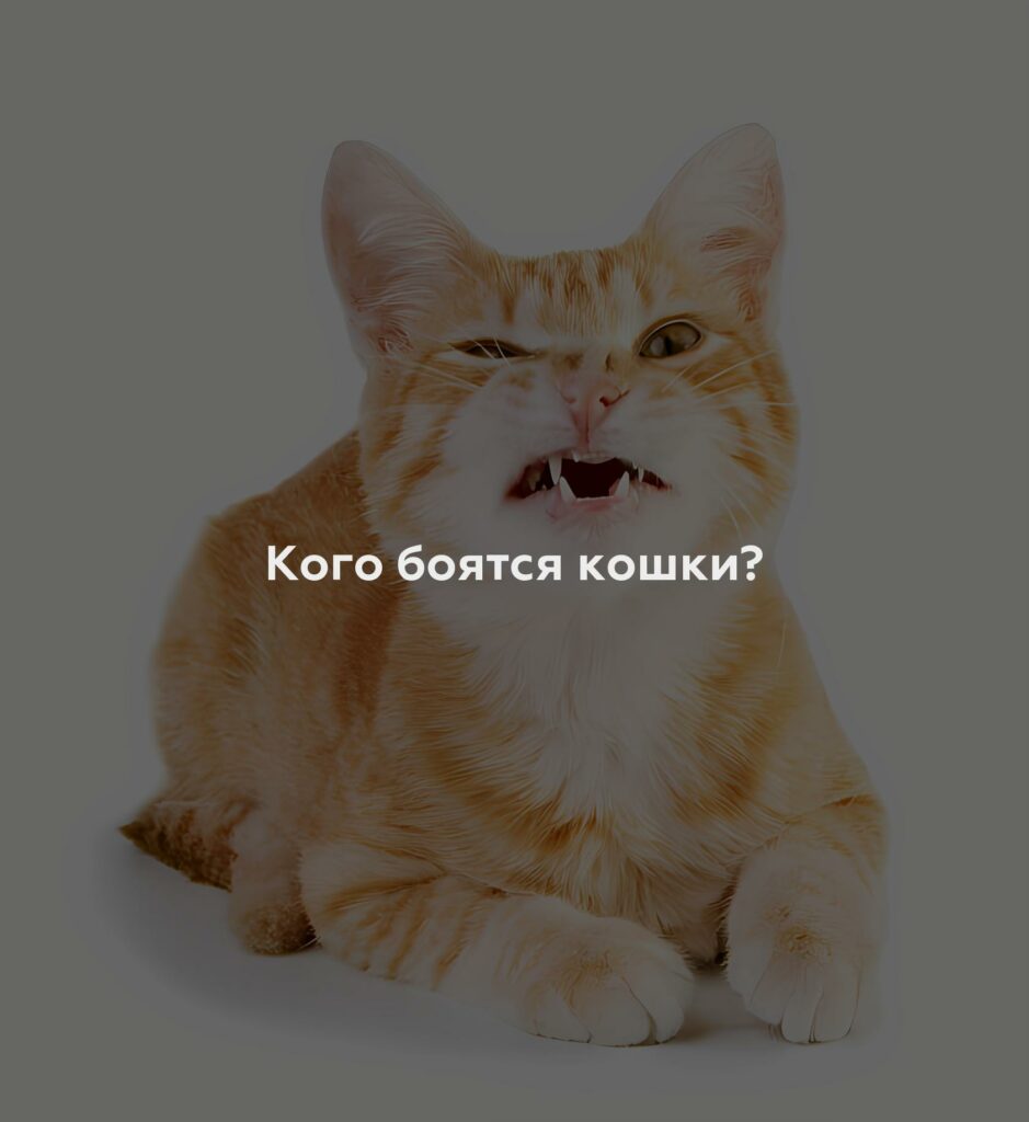 Кого боятся кошки?