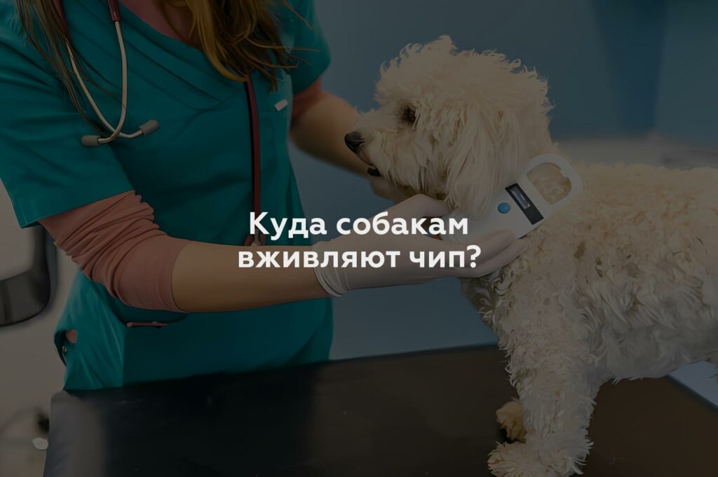 Куда собакам вживляют чип?