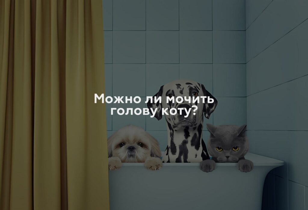 Можно ли мочить голову коту?