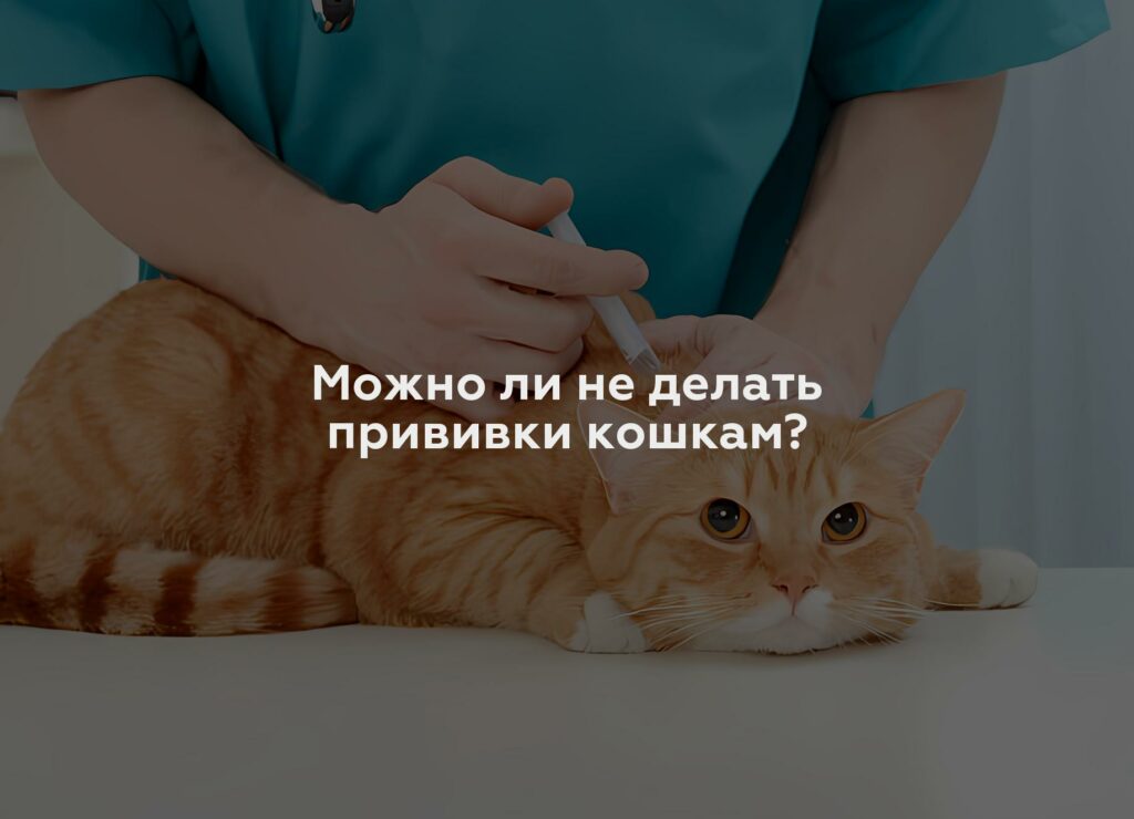 Можно ли не делать прививки кошкам?