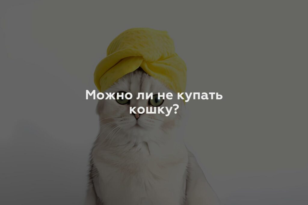 Можно ли не купать кошку?