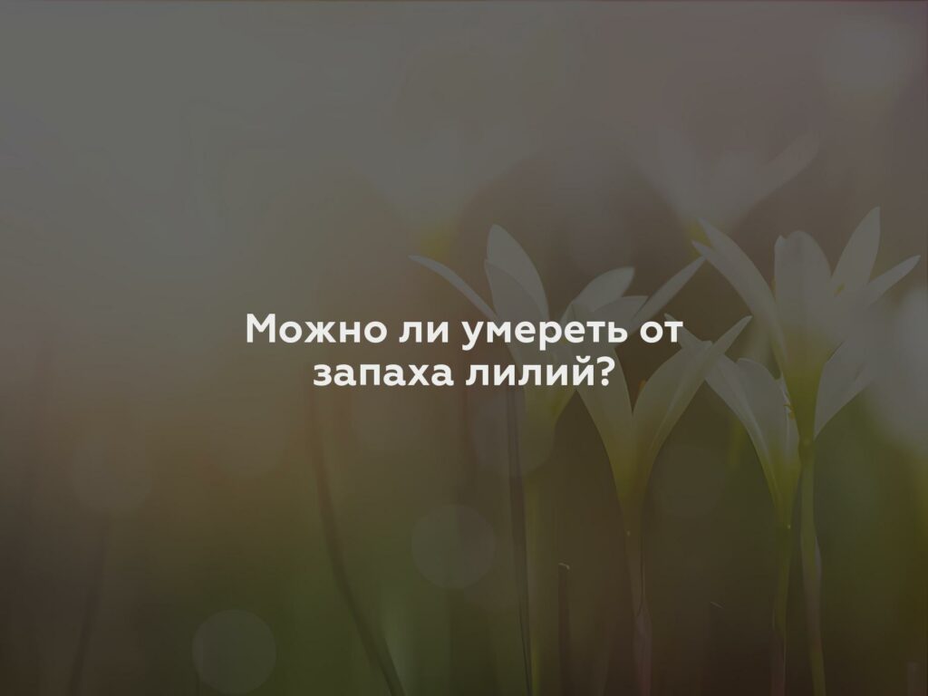 Можно ли умереть от запаха лилий?