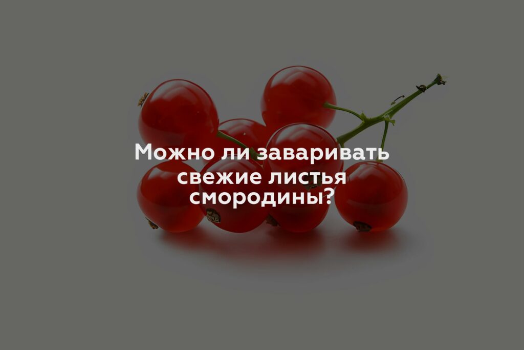 Можно ли заваривать свежие листья смородины?