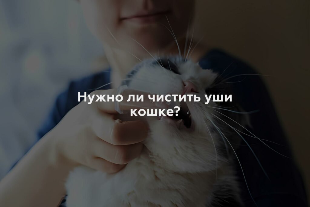 Нужно ли чистить уши кошке?