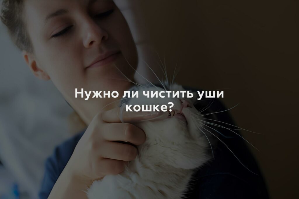 Нужно ли чистить уши кошке?