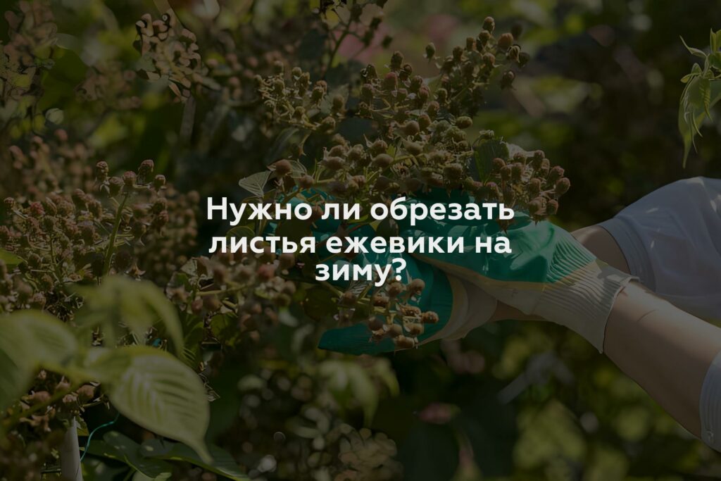 Нужно ли обрезать листья ежевики на зиму?