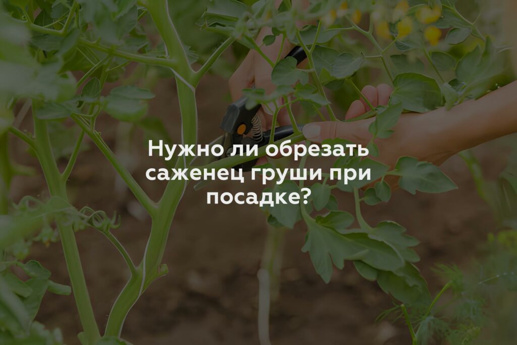 Нужно ли обрезать саженец груши при посадке?