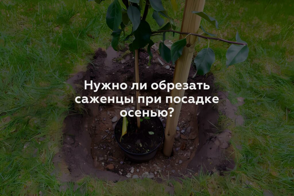 Нужно ли обрезать саженцы при посадке осенью?