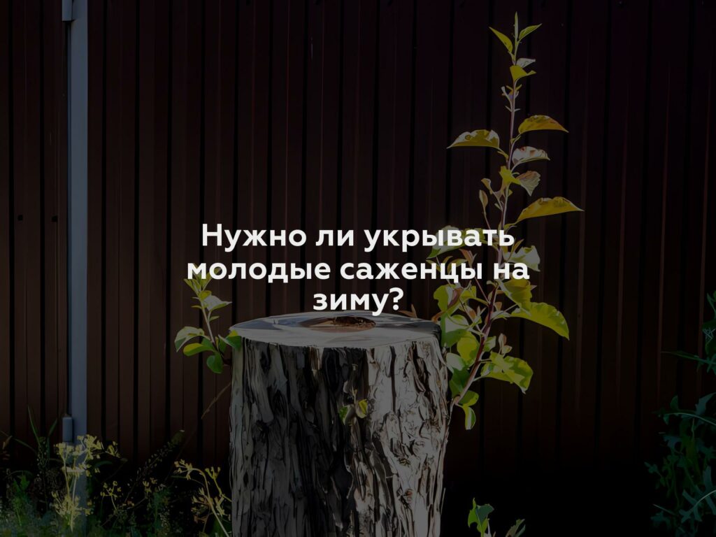 Нужно ли укрывать молодые саженцы на зиму?