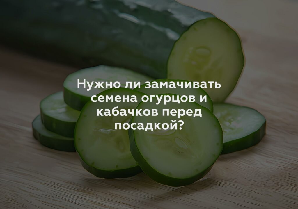 Нужно ли замачивать семена огурцов и кабачков перед посадкой?