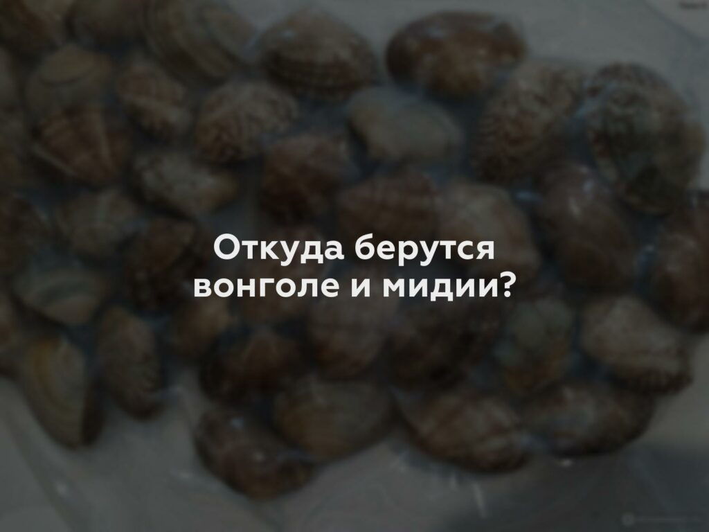 Откуда берутся вонголе и мидии?