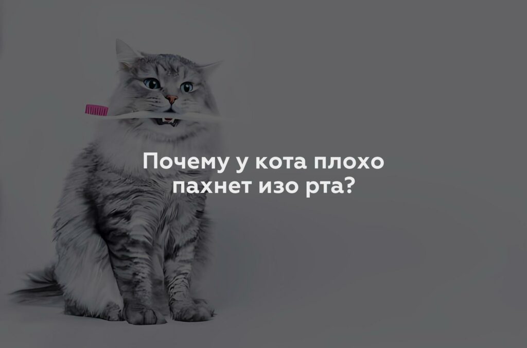 Почему у кота плохо пахнет изо рта?