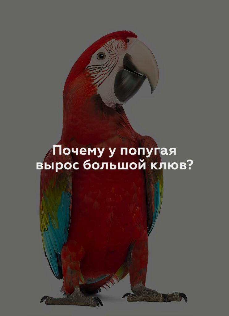 Почему у попугая вырос большой клюв?