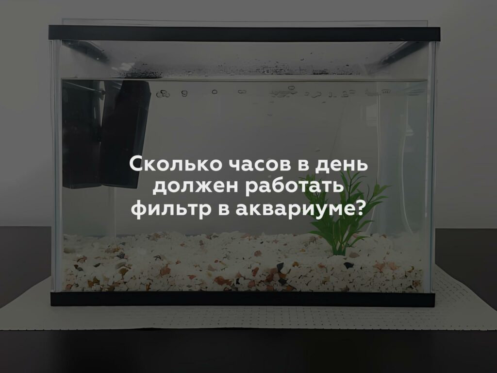 Сколько часов в день должен работать фильтр в аквариуме?