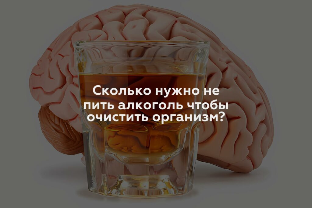 Сколько нужно не пить алкоголь чтобы очистить организм?