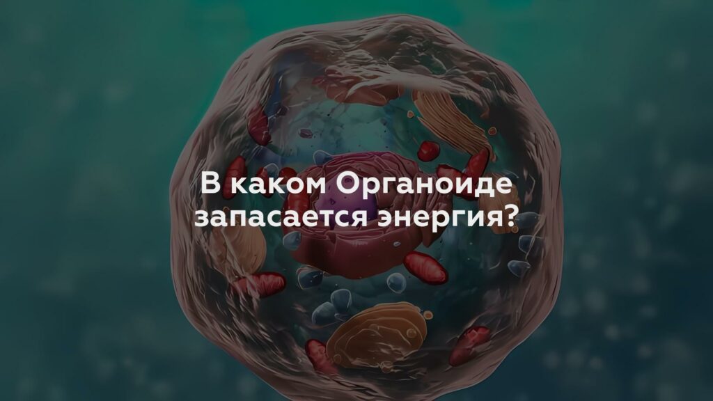 В каком Органоиде запасается энергия?