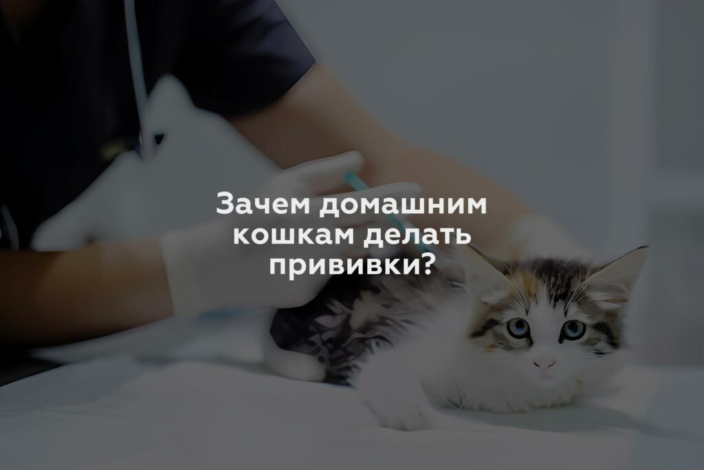 Зачем домашним кошкам делать прививки?