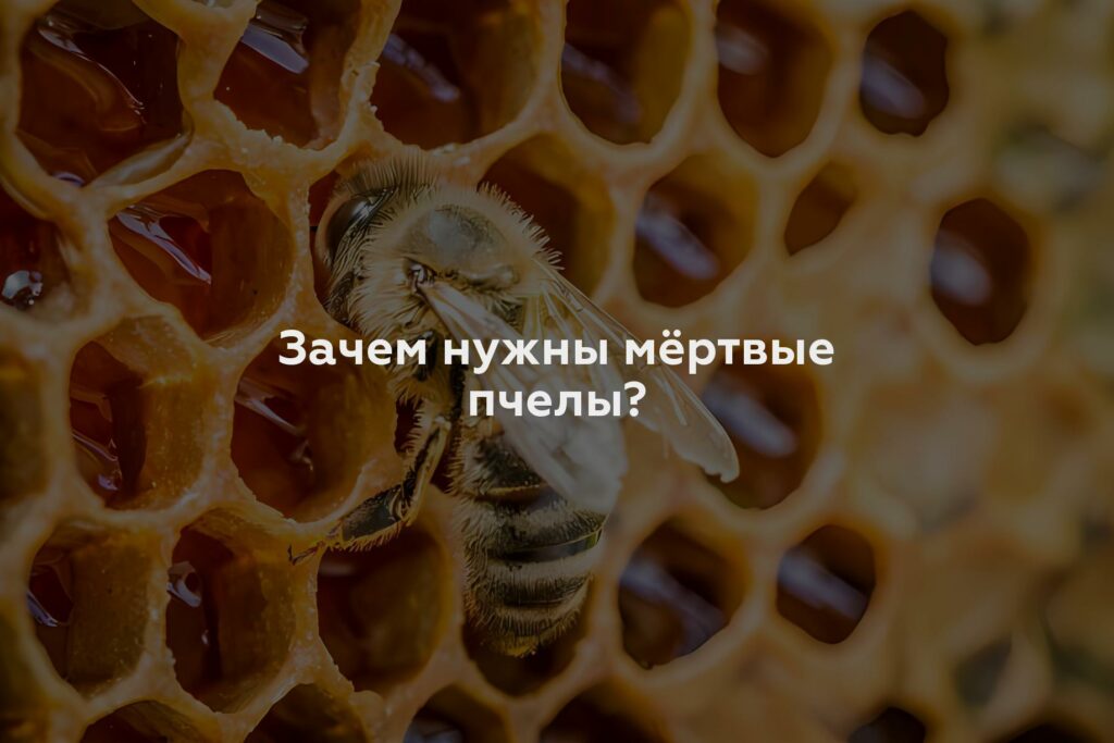 Зачем нужны мёртвые пчелы?