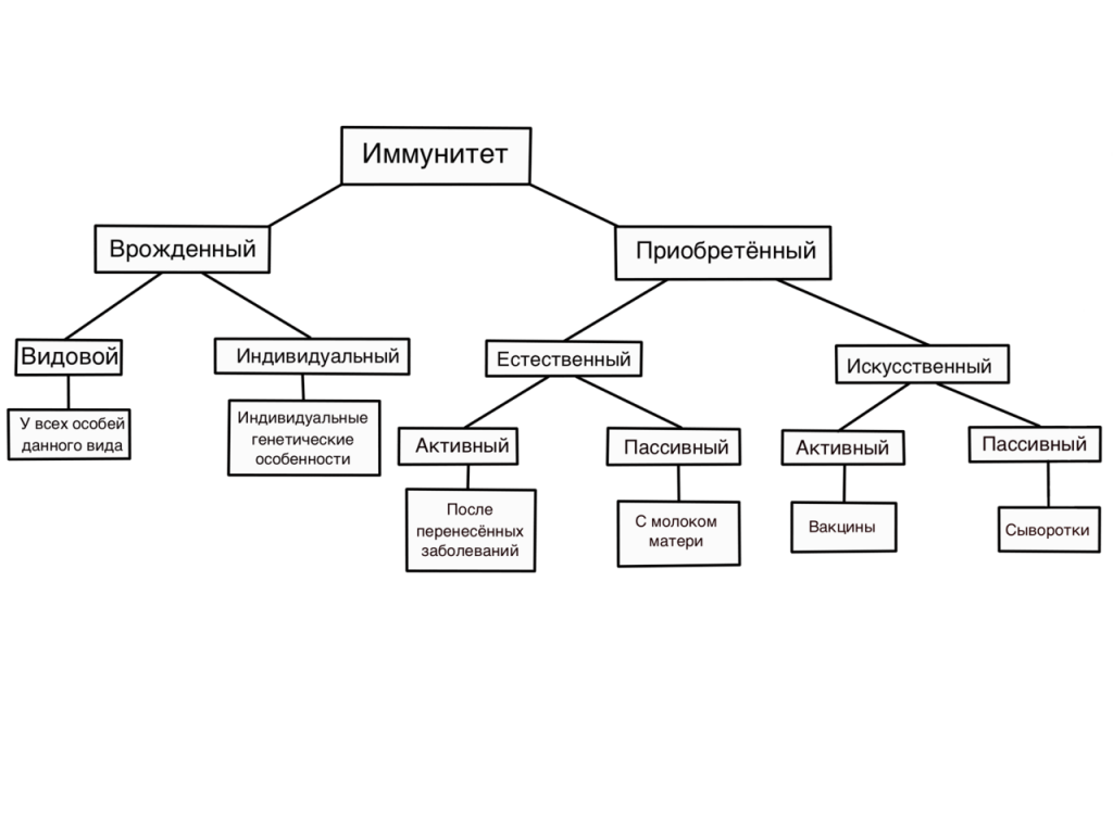 Что такое иммунитет и виды?