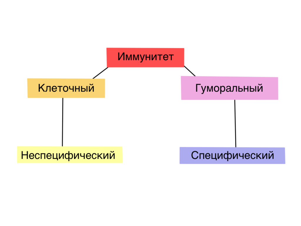 Что такое иммунитет простыми словами?